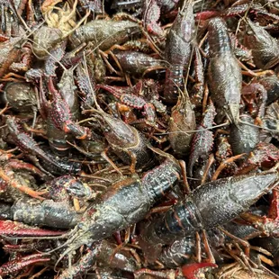 Crawfish