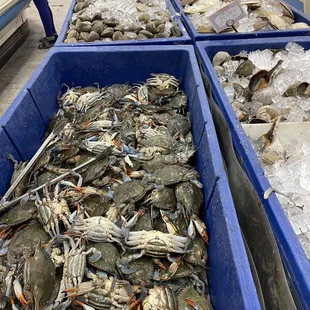 blue bins of crabs