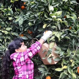 Orange picking is always a highlight of our tour!