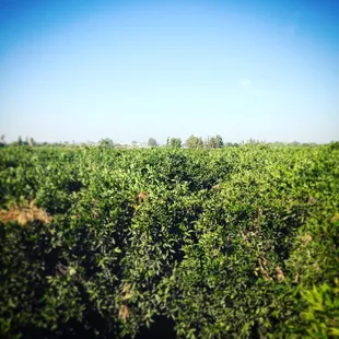 View above the orange groves.