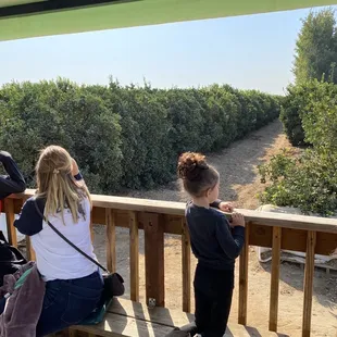 On the wagon Tour learning about citrus.