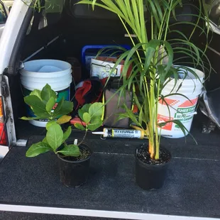 Free Areca palm and Tiare plant.