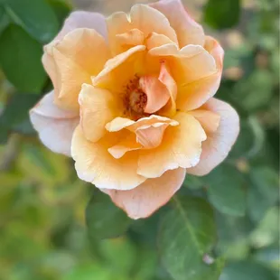A yellow rose is the symbol of friendship! :-)