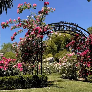 Some of the roses here are just wildin&apos; out lol (girl you had too many drinks!)