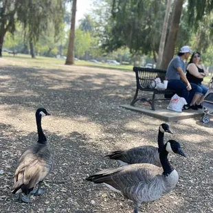 We watched as couples sat side-by-side on benches feeding geese and ducks!