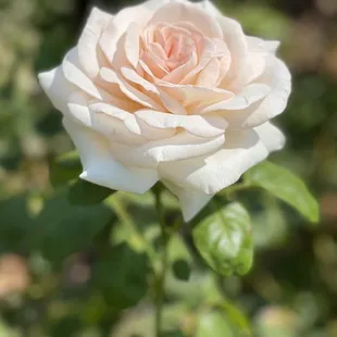 Their Rose Garden, white roses symbolize purity!