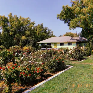 Flowers , little house , roses