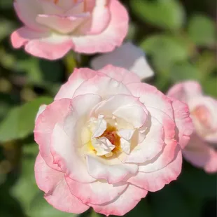 Their Rose Garden, Built in 1928, it's the largest in Sacramento FYI with get this...1,200+ roses!!