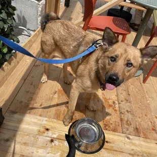 A happy pup