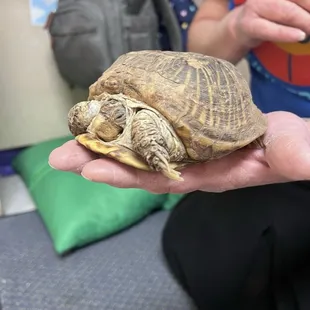 Class pet