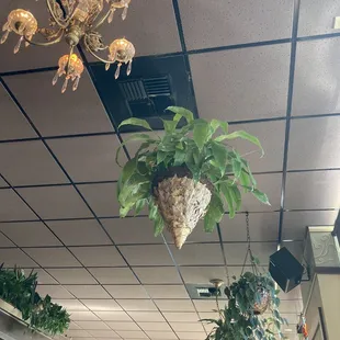 Hanging plants and lighting