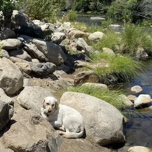 a dog sitting on a rock by a stream