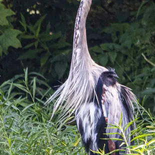 Biggest Blue heron I've ever seen. And posting so majestic!!