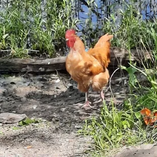 Chicken just hanging out