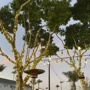 a tree lined with lights