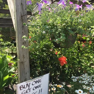 Buy one get one free (half off)