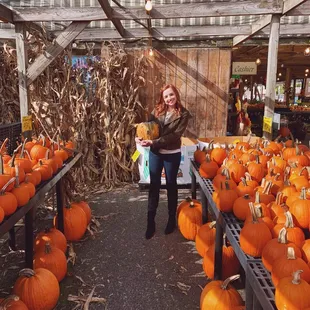 Unique variety of Pumpkins