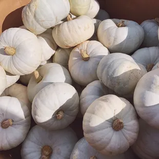 Blue pumpkins