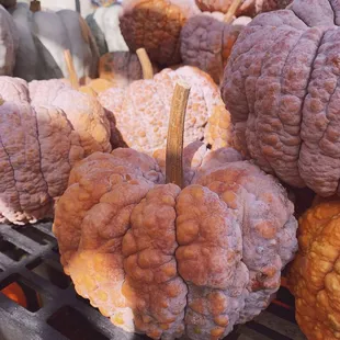 Unique variety of Cinderella and warty Pumpkins