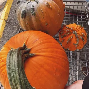 Unique variety of Pumpkins