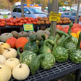 Specialty pumpkins and gourds