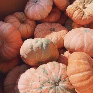 Unique variety of Pumpkins