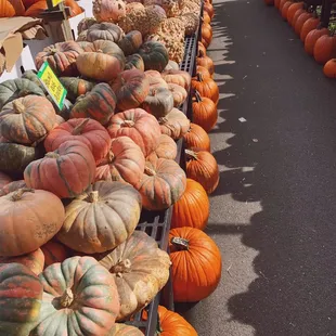 Unique variety of Pumpkins
