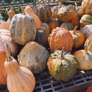 Unique variety of warty Pumpkins