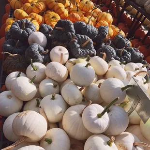 Unique variety of Pumpkins