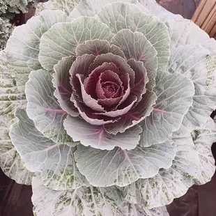 Fall kale plant