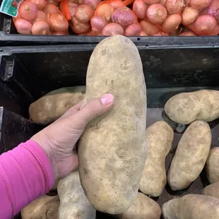 It is the king of potatoes!!