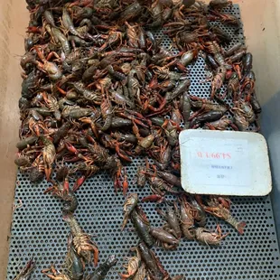 Fresh crawfish, i adopted mine lol
