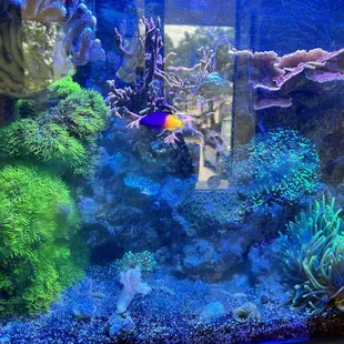a fish in an aquarium