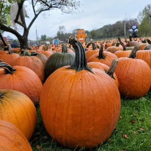 a field full of pumpkins