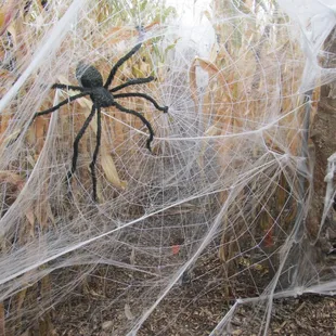a spider in a web of cobwebs