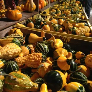 a display of squash and gourds
