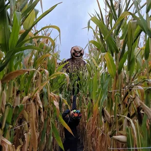 a scare in a corn field