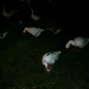 Demonic ducks