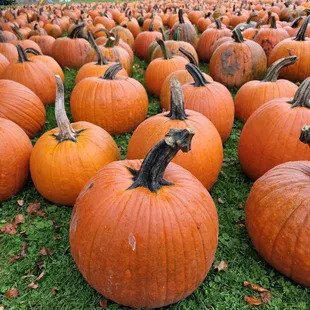 a large field of pumpkins