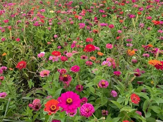 Appleland Farm Market