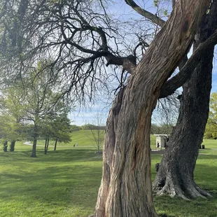 Cool looking Orange Osage tree