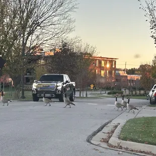 Geese crossing!