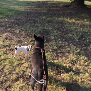 Walking my dogs at Meadowdake Park