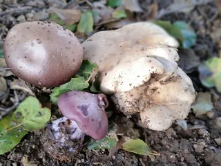 Bannon Creek Parkway