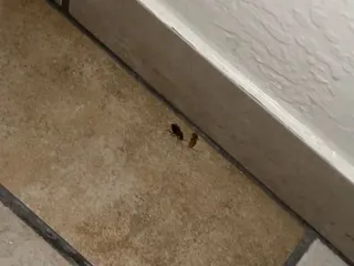 Lampliter Apartments