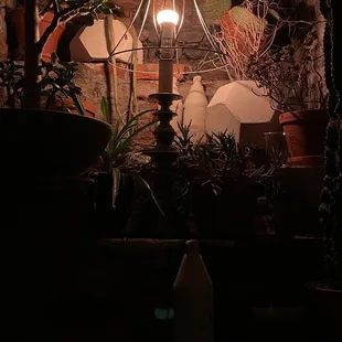 Cacti arrangement