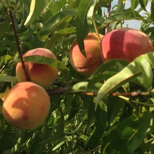 Pick your own kansas peaches now at meadowlark farm!