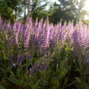 a field of purple flowers