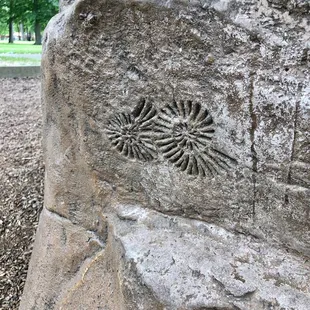 Fossils