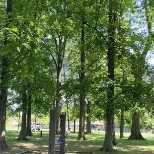 Trees